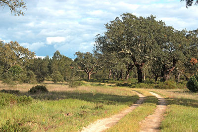 Trees on field against sky