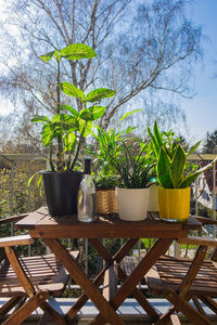 Close-up of potted plants on table against trees