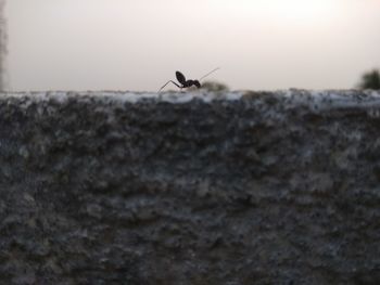 Close-up of a bird on rock