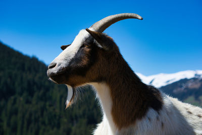 Alpine goat, close up image. she has lost one of her horns but is still charming