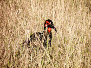 Bird standing on field