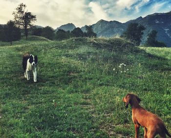 Dog on field by mountain against sky