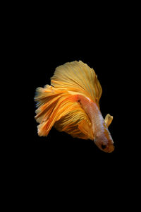 Close-up of fish swimming in sea