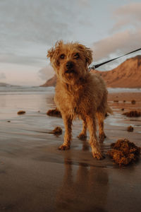 Dogs running on beach