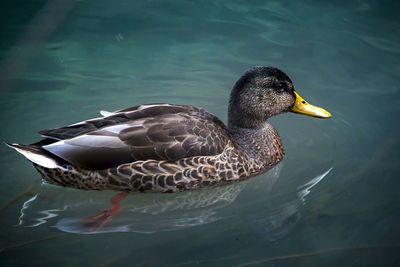 Duck swimming in lake