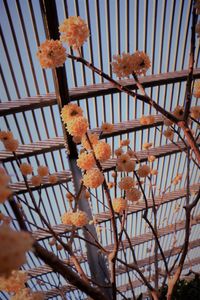 Low angle view of flower trees against the sky