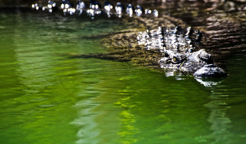 Close-up of jellyfish swimming in water