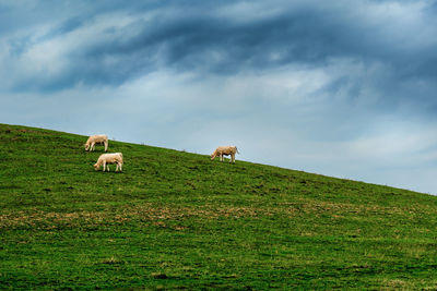 Sheep grazing in a field