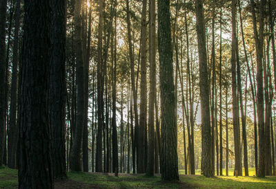 Pine trees in forest