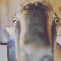 Close-up of an animal