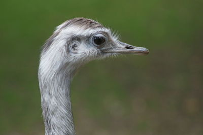 Close-up of bird