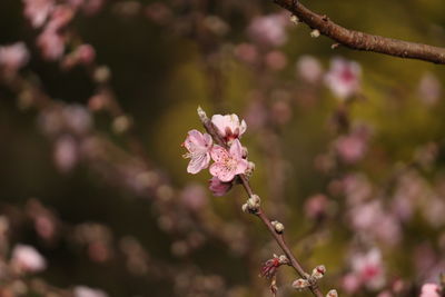Close-up of pink cherry blossoms in spring