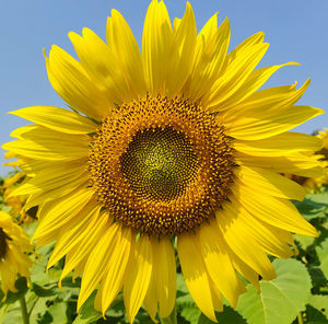 Close-up of sunflower