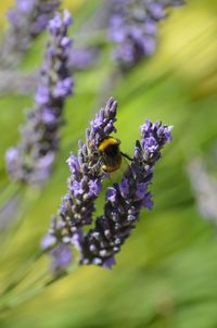 Close-up of bee pollinating on purple flower