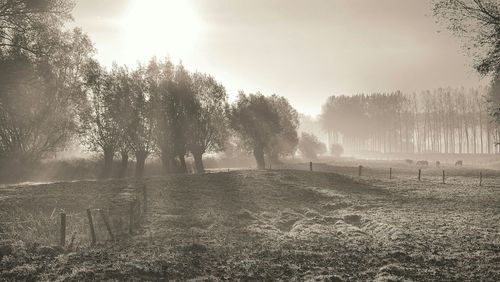 Trees in the dark