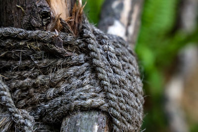 Close-up of rope on tree trunk