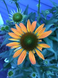 Close-up of daisy flower