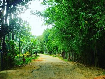 Empty road along trees