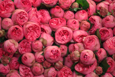 Full frame shot of pink roses