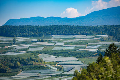 Scenic view of agricultural field against sky