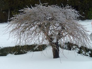 Scenic view of snow covered landscape