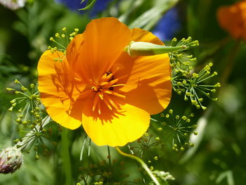 Close-up of yellow flowering plant