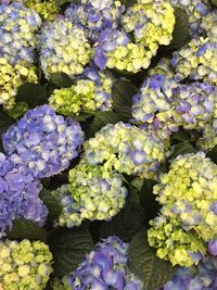 Full frame shot of purple flowering plants