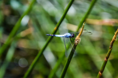 Close-up of damselfly perching on grass