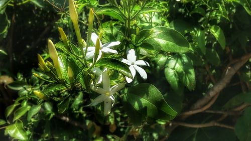 Close-up of plant