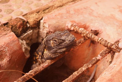 High angle view of frog 