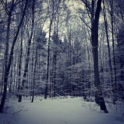 Snow covered trees in forest