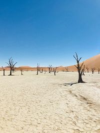 Bare trees on scenic desert against clear sky