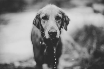 Close-up portrait of dog in water