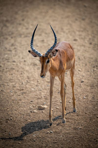 Male common impala walks across stony ground