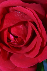 Close-up of pink rose