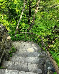 Trees in forest