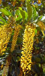 Close-up of yellow flowers