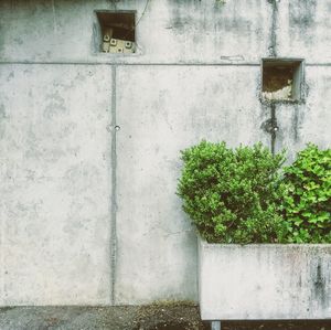 Ivy growing on wall