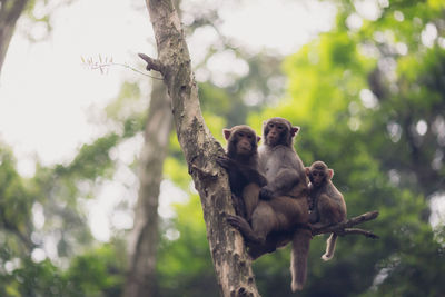 Low angle view of monkey sitting on tree