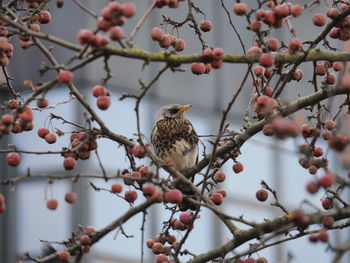 Close-up of bird perching on tree