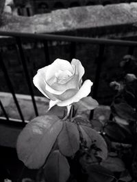 Close-up of white rose blooming outdoors