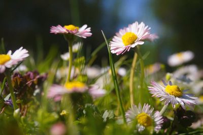 Purple daisys in sunlight 