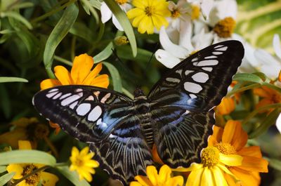 Close-up of butterfly pollinating on flower