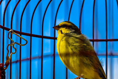 Low angle view of bird in cage