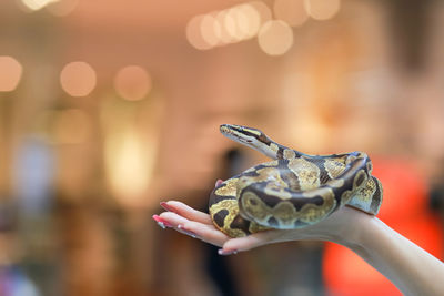 Close-up of a small boa snake with a beautiful pattern in the hand of a woman, tame and cute, can be