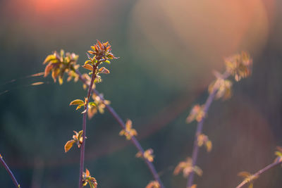 Close-up of flowering plant