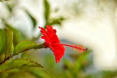 Close-up of red maple leaves on plant