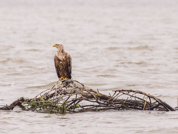 Bird perching on driftwood against sky