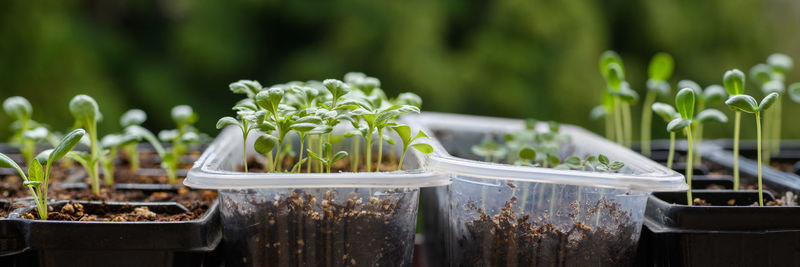 Young cutting flower seedlings growing in a propagation trays. spring gardening banner. 