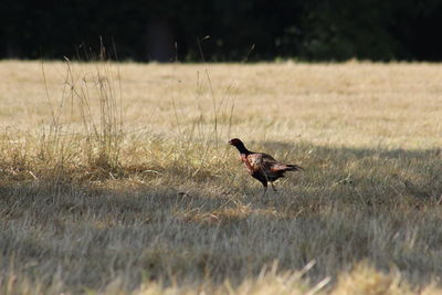 Side view of a bird on field